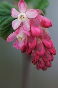 <i>Ribes sanguineum</i>