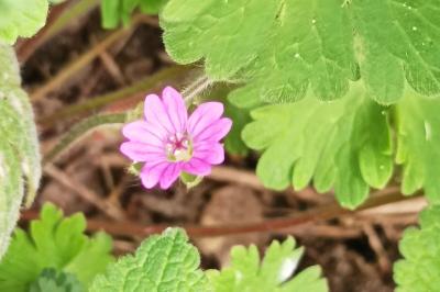 <i>Geranium molle</i>