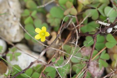 <i>Oxalis corniculata</i>