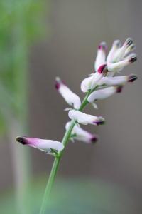 <i>Fumaria capreolata</i>