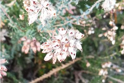<i>Erica tetralix</i>