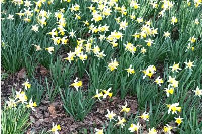 <i>Narcissus pseudonarcissus</i>