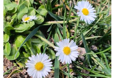 <i>Bellis perennis</i>