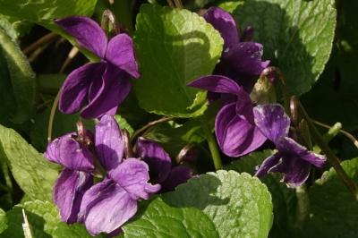 <i>Viola odorata</i>