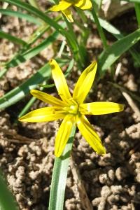 <i>Gagea pratensis</i>