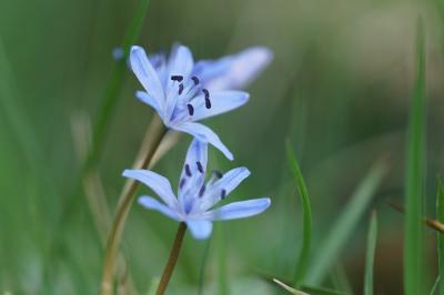 <i>Scilla bifolia</i>