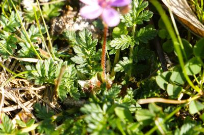 <i>Erodium cicutarium</i>