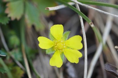 <i>Potentilla verna</i>