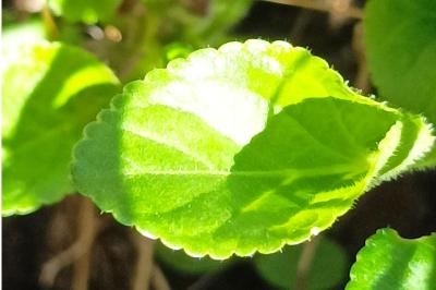 <i>Viola hirta</i>
