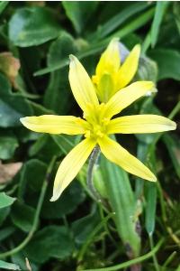 <i>Gagea villosa</i>