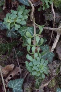 <i>Sedum cepaea</i>