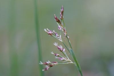 <i>Luzula forsteri</i>