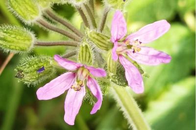 <i>Erodium moschatum</i>