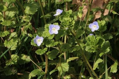 <i>Veronica persica</i>