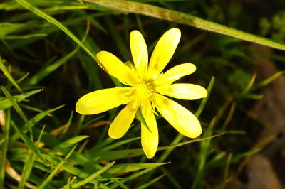 <i>Ficaria verna</i>