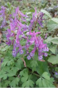 <i>Corydalis solida</i>