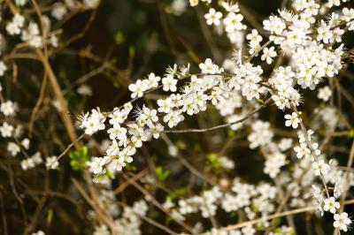 Prunus spinosa