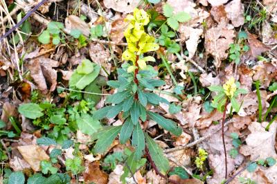 <i>Euphorbia amygdaloides</i>