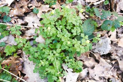<i>Adoxa moschatellina</i>