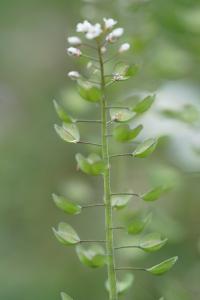 <i>Microthlaspi perfoliatum</i>