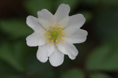 <i>Anemone nemorosa</i>