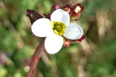 <i>Saxifraga granulata</i>
