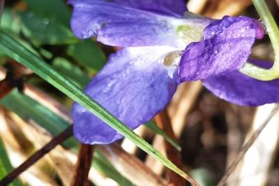 <i>Viola hirta</i>