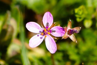 <i>Erodium cicutarium</i>
