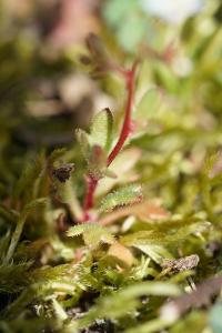 <i>Saxifraga tridactylites</i>