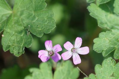 <i>Geranium rotundifolium</i>