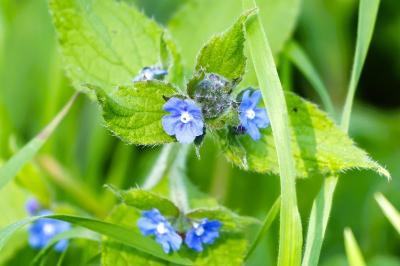 <i>Pentaglottis sempervirens</i>