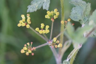 <i>Pastinaca sativa</i>