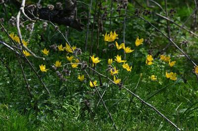 <i>Tulipa sylvestris subsp. sylvestris</i>