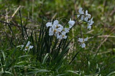 <i>Narcissus poeticus</i>