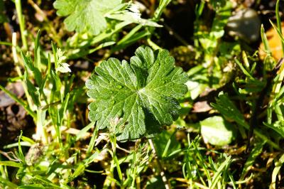 <i>Geranium molle</i>