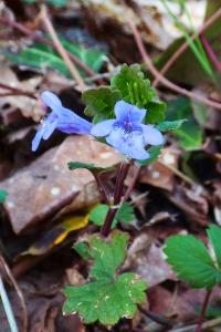 <i>Glechoma hederacea</i>