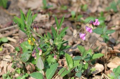 <i>Lathyrus linifolius</i>