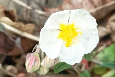 <i>Helianthemum apenninum</i>