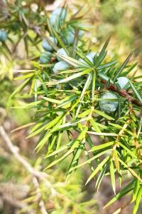 <i>Juniperus communis</i>