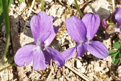 <i>Viola hirta</i>