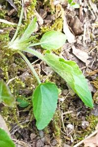 <i>Viola hirta</i>
