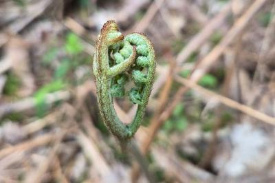 Dennstaedtiaceae