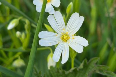 <i>Rabelera holostea</i>