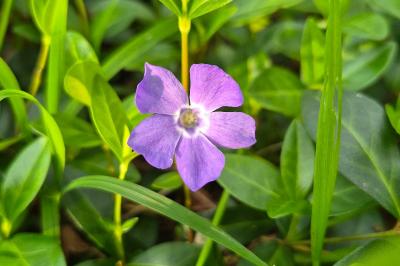 <i>Vinca minor</i>