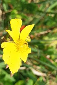 <i>Helianthemum nummularium</i>