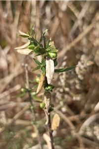 <i>Genista germanica</i>