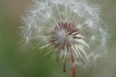 <i>Taraxacum section Erythosperma</i>