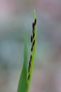 <i>Melica uniflora</i>
