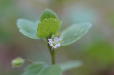 <i>Veronica sublobata</i>