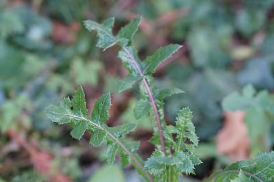 <i>Sonchus oleraceus</i>